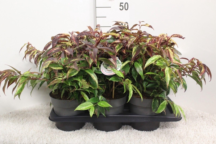 <h4>Leucothoe font. 'Rainbow' P17 potgekweekt</h4>