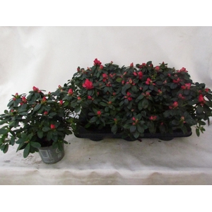 RHODO SI NORDL VOGEL