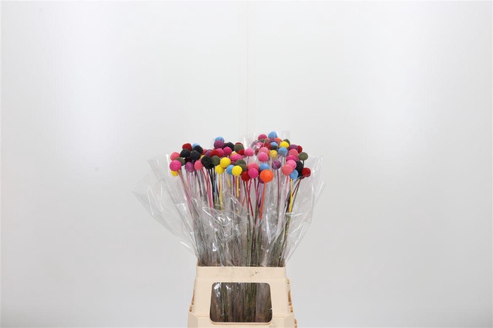 <h4>Craspedia Rainbow</h4>