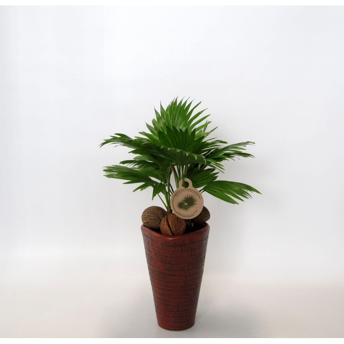 <h4>LIVISTONA ROTUNDIFOL</h4>