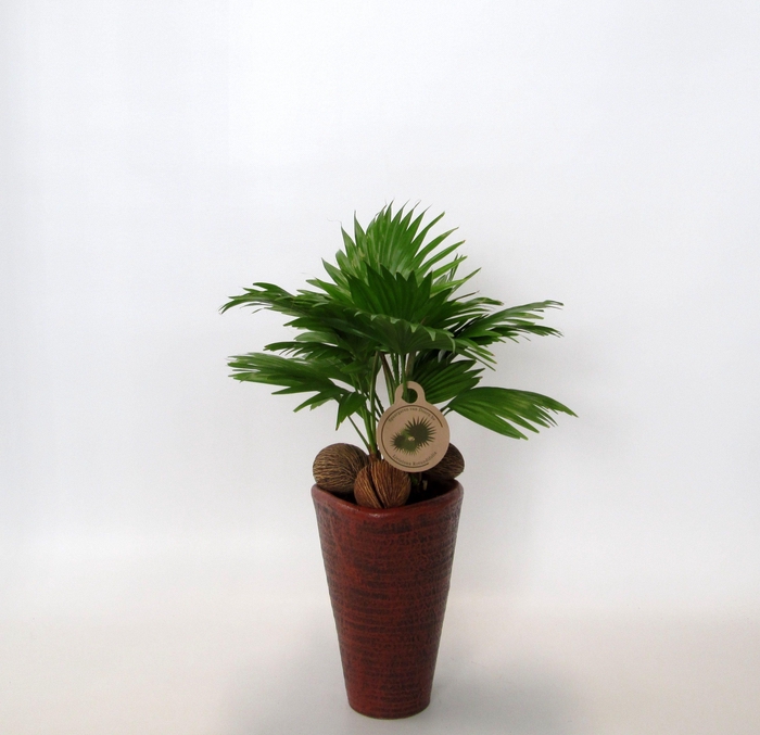 <h4>LIVISTONA ROTUNDIFOL</h4>