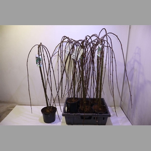 Salix Cap Kilmarnock