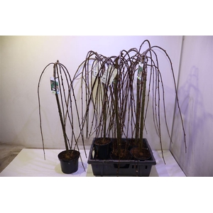 Salix Cap Kilmarnock