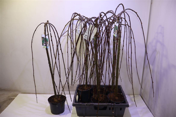 <h4>Salix Cap Kilmarnock</h4>