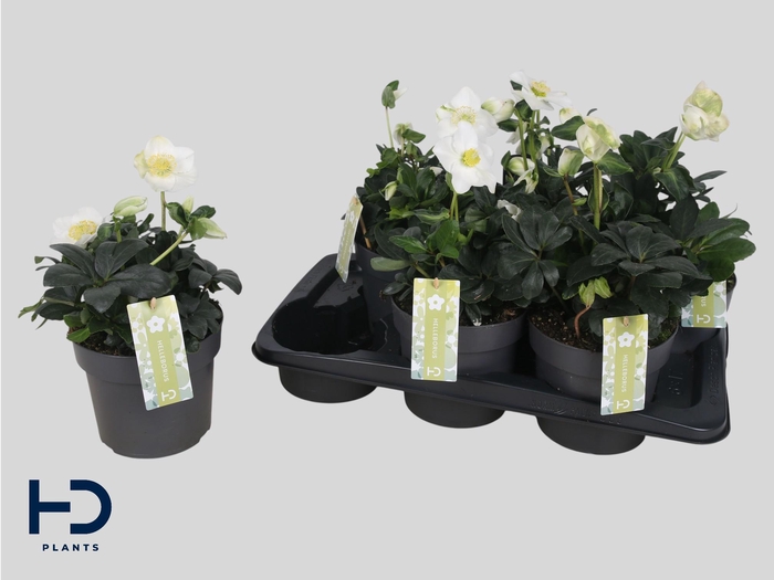 <h4>HELL NI CHR CAROL</h4>