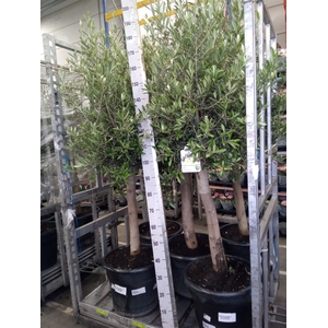 Olea europaea