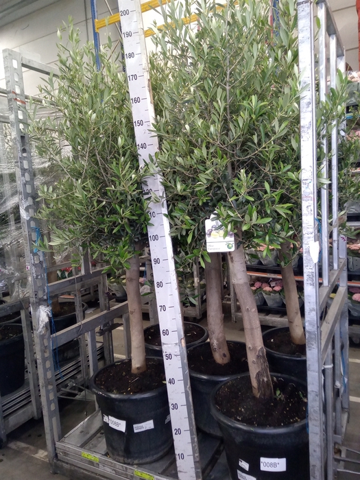 <h4>Olea europaea</h4>