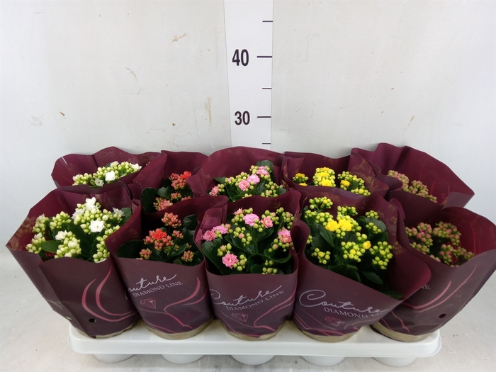 <h4>Kalanchoe blos.   ..rosebud mix</h4>