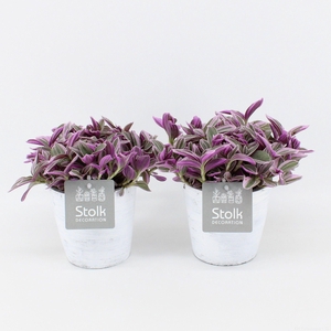 Tradescantia Sweetness 10,5 in White Wash pot