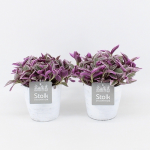 Tradescantia Sweetness 10,5 in White Wash pot
