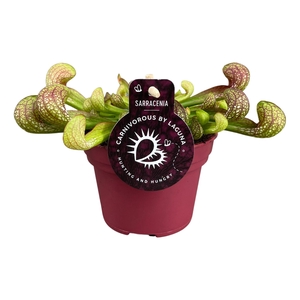 SARRACENIA OV