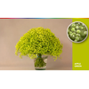 GYPS XLENCE TINTED APPLE GREEN