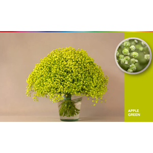 GYPS XLENCE TINTED APPLE GREEN