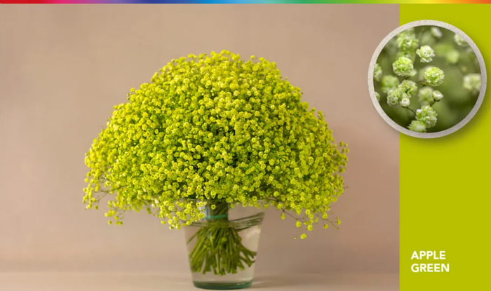 <h4>GYPS XLENCE TINTED GREEN</h4>