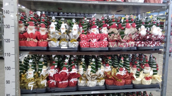 Chamaecyparis laws. 'Ellwoodii'