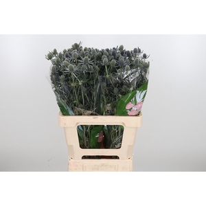 Eryngium Framb Blue Glitter
