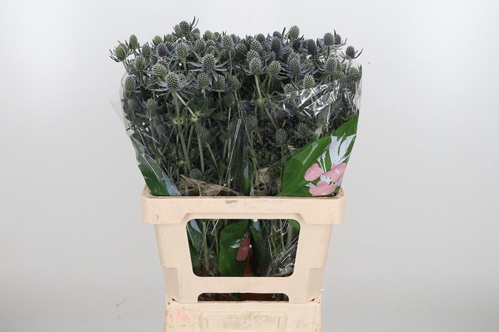 <h4>Eryngium Framb Blue Glitter</h4>