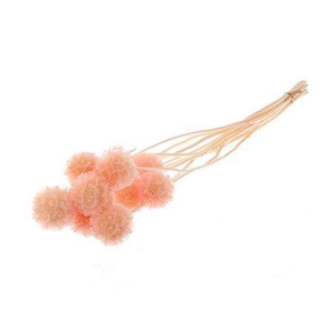 Pres Scabiosa 10pc L Pink Bunch Slv