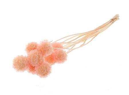 <h4>Pres Scabiosa 10pc L Pink Bunch Slv</h4>