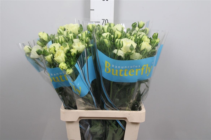 <h4>Ran Butterfly Litai</h4>