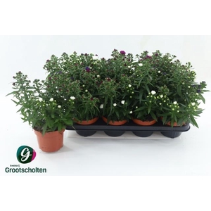 ASTER M LADY GEM POT