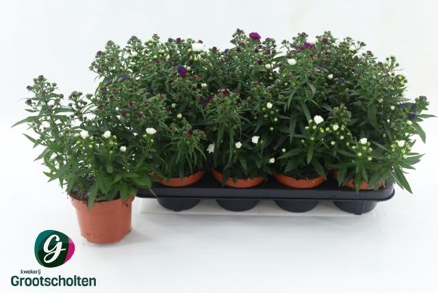 <h4>ASTER M LADY GEM POT</h4>