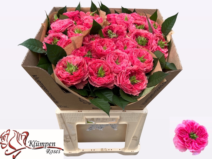 <h4>R Gr Middleton Kluempen</h4>