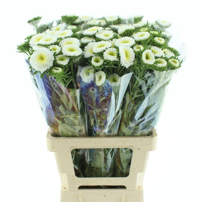 <h4>CALLIS MATS WHITE SUPER</h4>