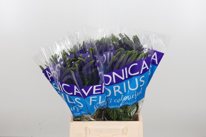 <h4>Veron Smart Navy</h4>