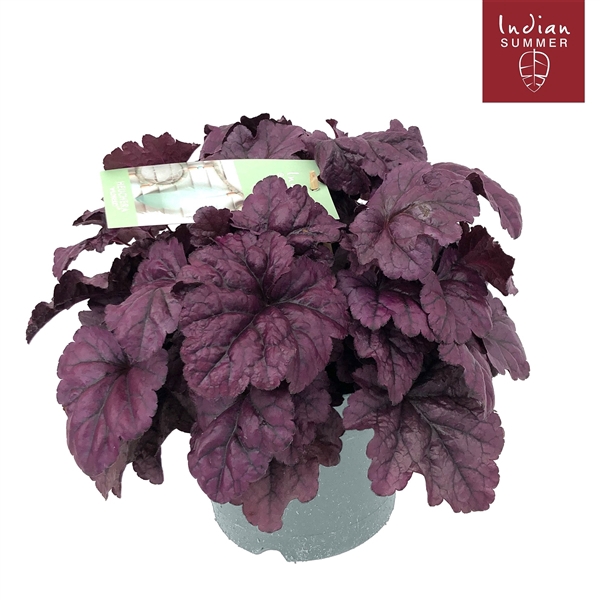 <h4>Heuchera 'Indian Summer' Purple</h4>