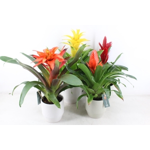 arr3 BS - Ker. pot palma x6