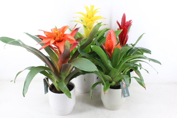 <h4>arr3 BS - Ker. pot palma x6</h4>