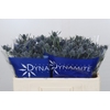 Eryngium Blue Dynamite