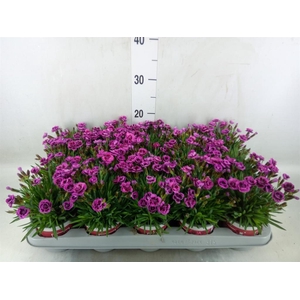 Dianthus  'Picture Perfect'