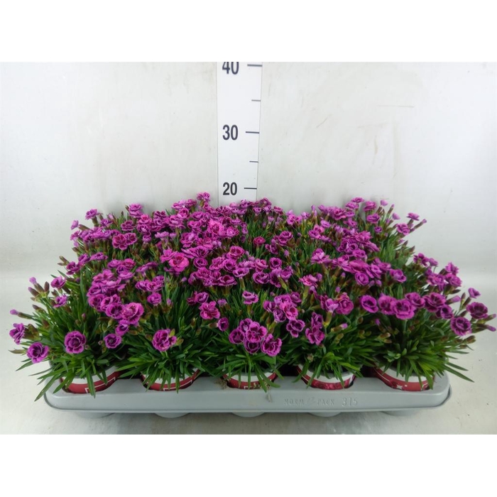 <h4>Dianthus  'Picture Perfect'</h4>