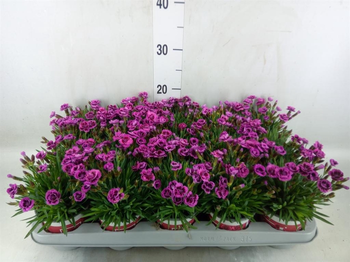 Dianthus  'Picture Perfect'