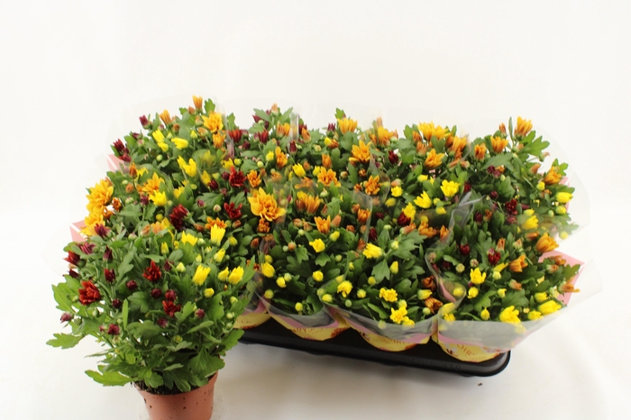 <h4>CHRYS GEM IN POT</h4>