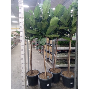 Ficus lyrata