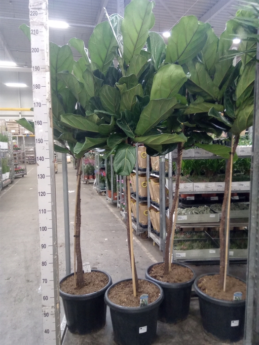 <h4>Ficus lyrata</h4>