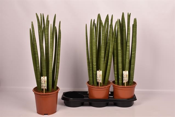 Sansevieria Cylindrica 19Ø 70cm