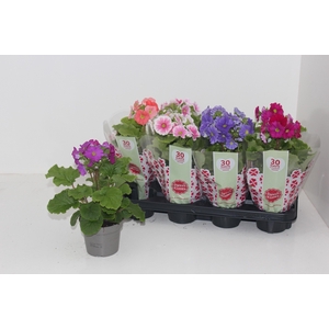 PRIM OB SWEETK A GEM