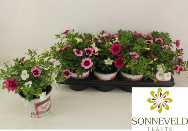 <h4>CALIB C G HAW TRIO</h4>