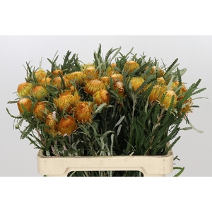 Banksia Dryandra