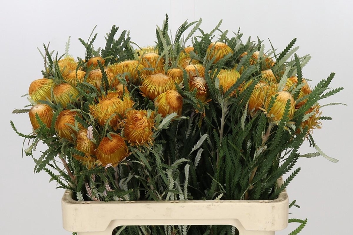 <h4>Banksia Dryandra</h4>