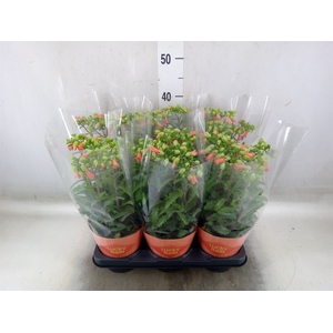 Kalanchoe HG 'Lucky Bells'