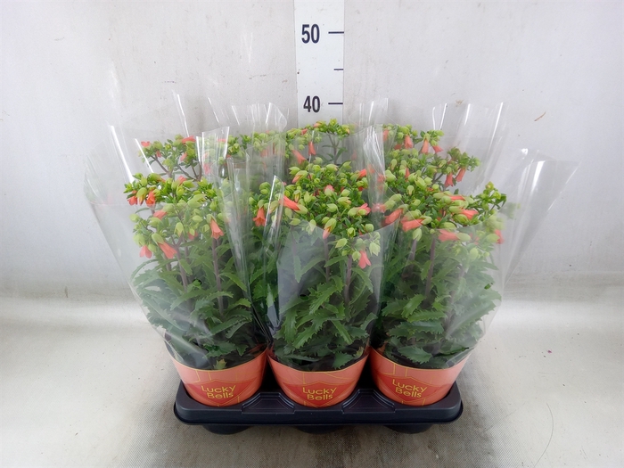 <h4>Kalanchoe HG 'Lucky Bells'</h4>