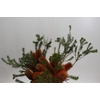 Banksia Ericifolia