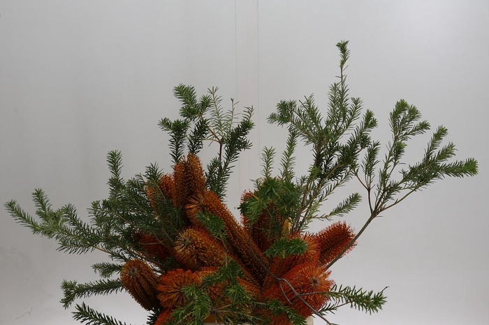 <h4>Banksia Ericifolia</h4>