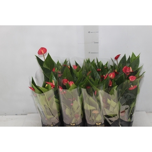ANTHURIUM MINI MILLION FLOWERS P09
