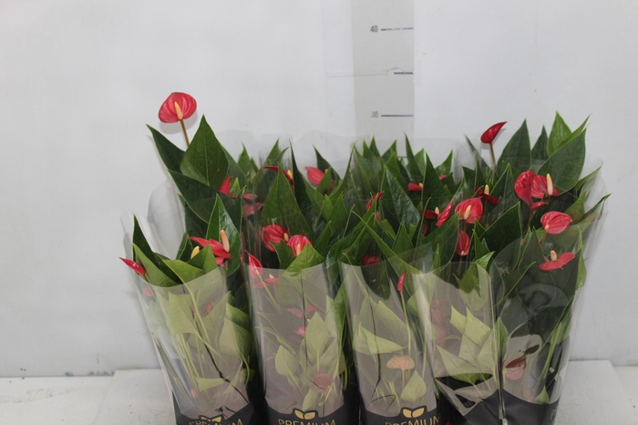 <h4>ANTHURIUM MINI MILLION FLOWERS P09</h4>